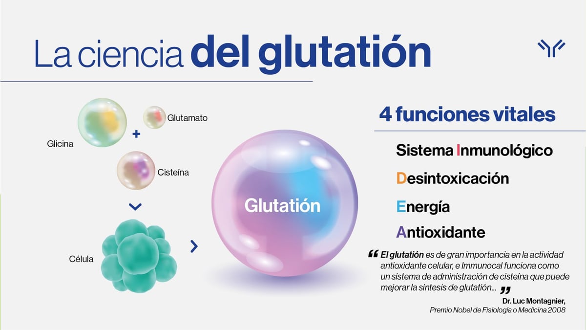 Infografía La ciencia del glutatión con sus 4 funciones vitales: sistema inmunológico, desintoxicación, energía y antioxidante